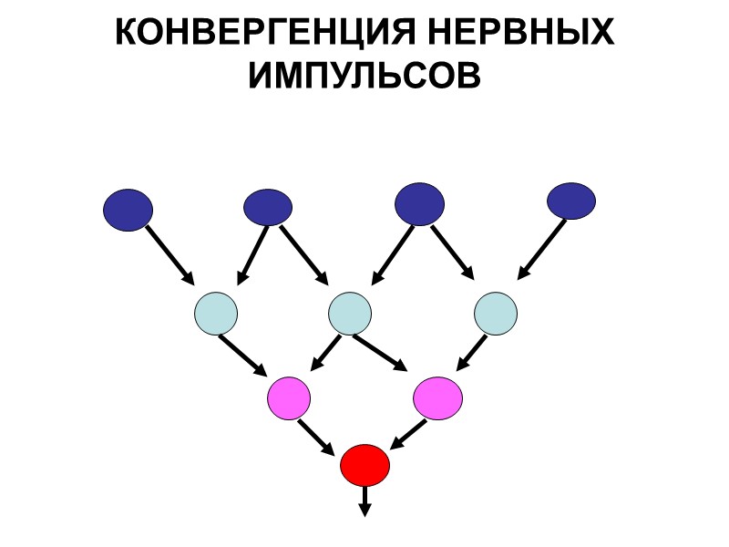 КОНВЕРГЕНЦИЯ НЕРВНЫХ ИМПУЛЬСОВ